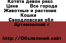 Котята девон рекс › Цена ­ 1 - Все города Животные и растения » Кошки   . Свердловская обл.,Артемовский г.